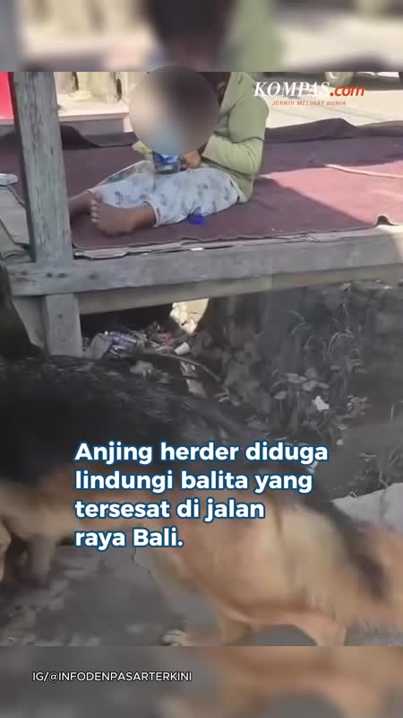 Kisah Heroik Anjing Herder yang Menjaga Balita Tersesat di Bali