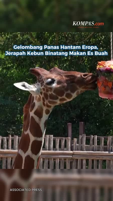 Gelombang Panas Hantam Eropa, Jerapah Kebun Binatang Makan Es Buah