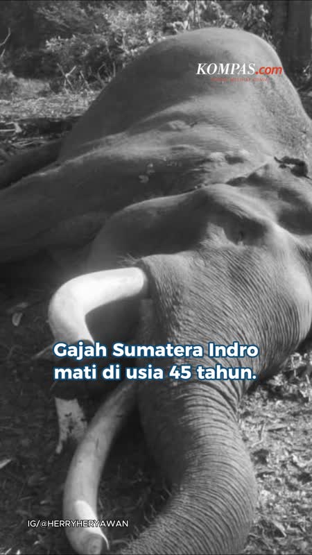 Gajah Indro Mati Di Usia 45 Tahun, Tesso Nillo Berduka