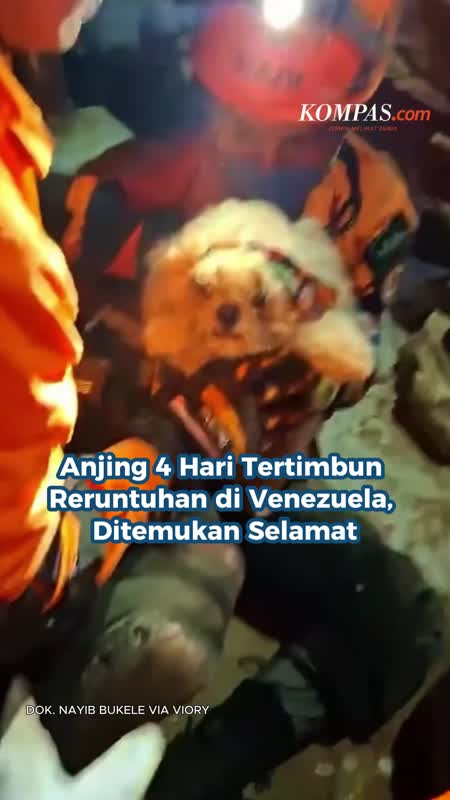 Anjing 4 Hari Tertimbun Reruntuhan Di Venezuela, Ditemukan Selamat