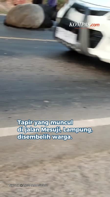 Tapir Muncul Di Jalan Mesuji, Berakhir Disembelih Warga