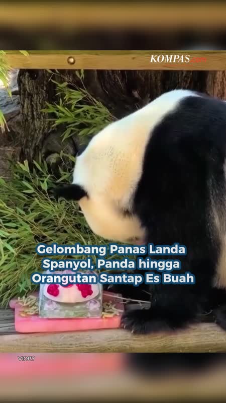 Gelombang Panas Landa Spanyol, Panda hingga Orangutan Santap Es Buah