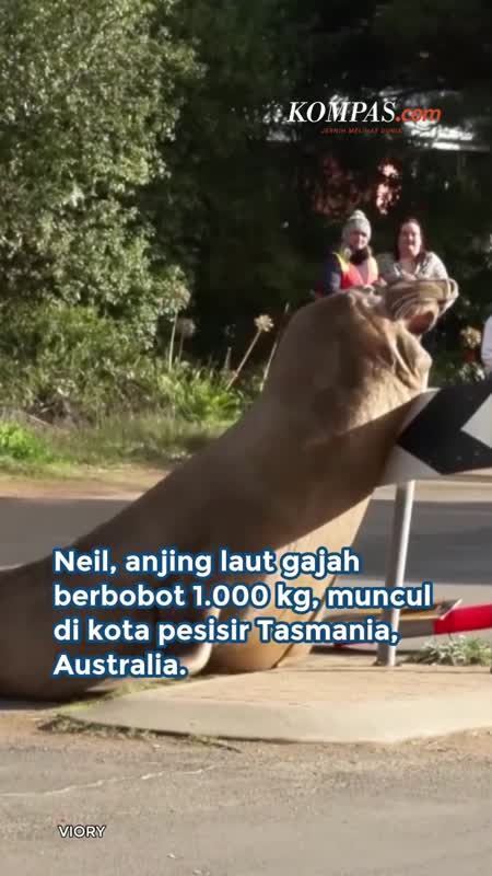 Neil Si Anjing Laut "Usil" Muncul Ke Darat, Dijaga Warga Tasmania