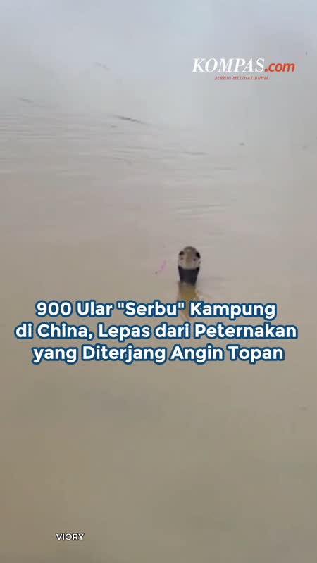 900 Ular "Serbu" Kampung Di China, Lepas Dari Peternakan Yang Diterjang Angin Topan