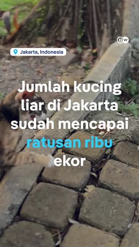 Indonesia Siapkan Pulau Kucing Untuk Kucing Liar