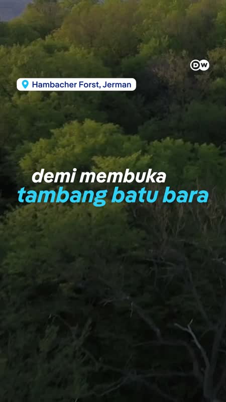 Hutan Ini Menang Melawan Tambang Batu Bara