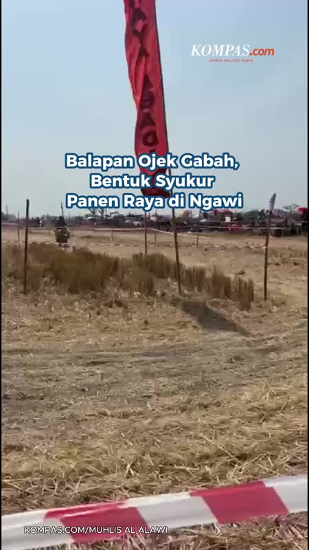 Balapan Ojek Gabah, Bentuk Syukur Panen Raya Di Ngawi