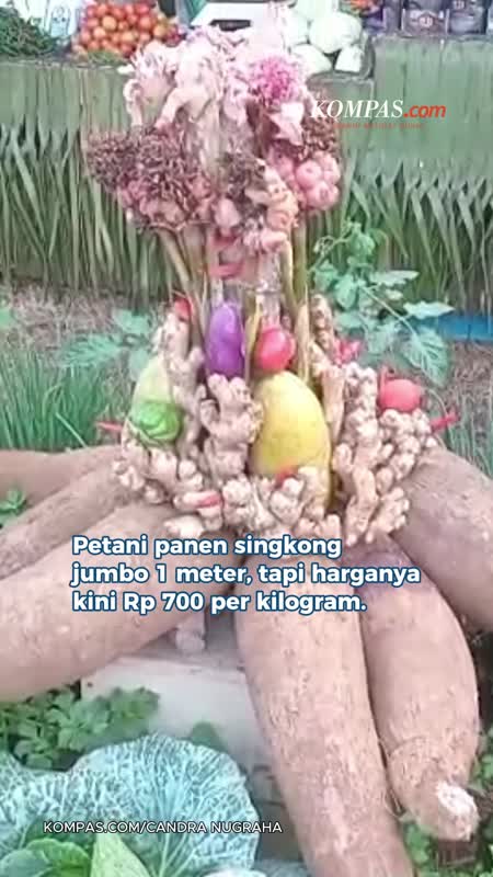 Petani Ciamis Panen Singkong Jumbo 1 Meter, tapi Harganya Jatuh Rp 700 Per Kg