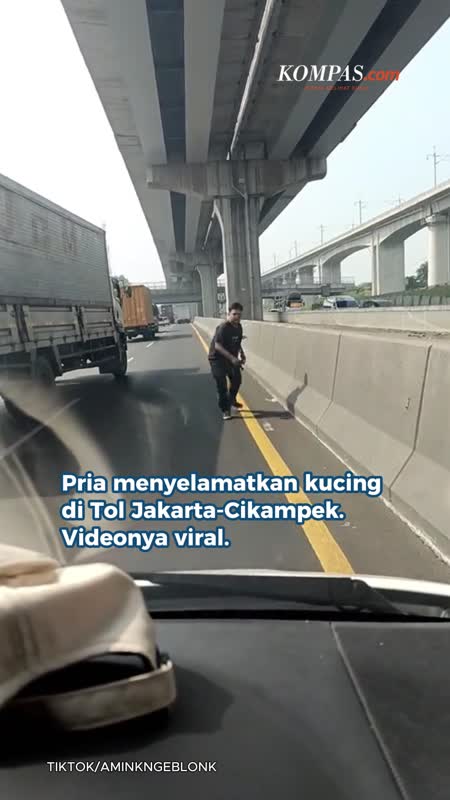 Kisah Kernet Selamatkan Kucing Di Tol Cikampek Yang Nyaris Terlindas Truk