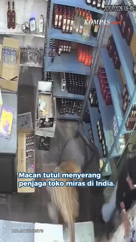 Macan Tutul Masuk Toko Miras Di India, Serang 3 Orang