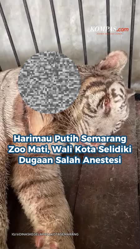 Harimau Putih Semarang Zoo Mati, Wali Kota Selidiki Dugaan Salah Anestesi