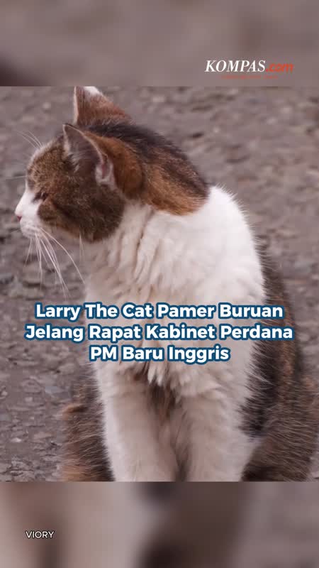 Larry The Cat Pamer Buruan Jelang Rapat Kabinet Perdana PM Baru Inggris