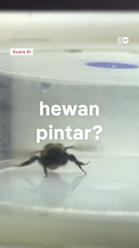 Lebah Ternyata Sepintar Ini!