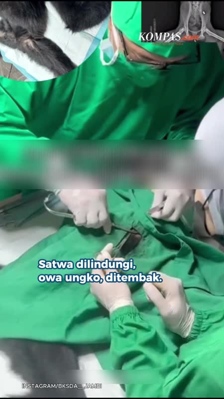 Satwa Dilindungi Owa Ungko Ditembak Di Jambi, Ada 4 Peluru Di Tubuh