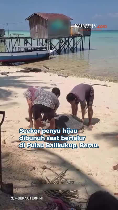 Penyu Dibunuh Saat Bertelur di Pantai Berau