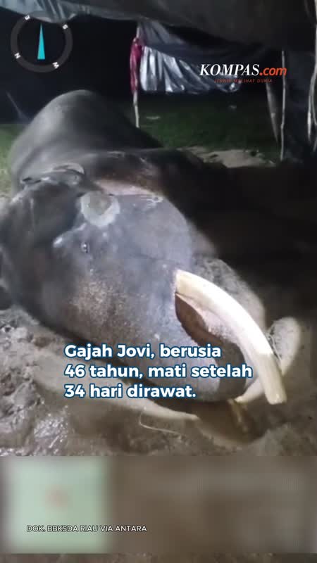 Gajah Jovi Pahlawan Peredam Konflik, Mati Di Usia 46 Tahun