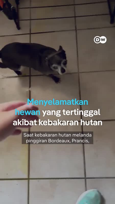 Menyelamatkan Hewan Yang Tertinggal Akibat Kebakaran Hutan Di Prancis