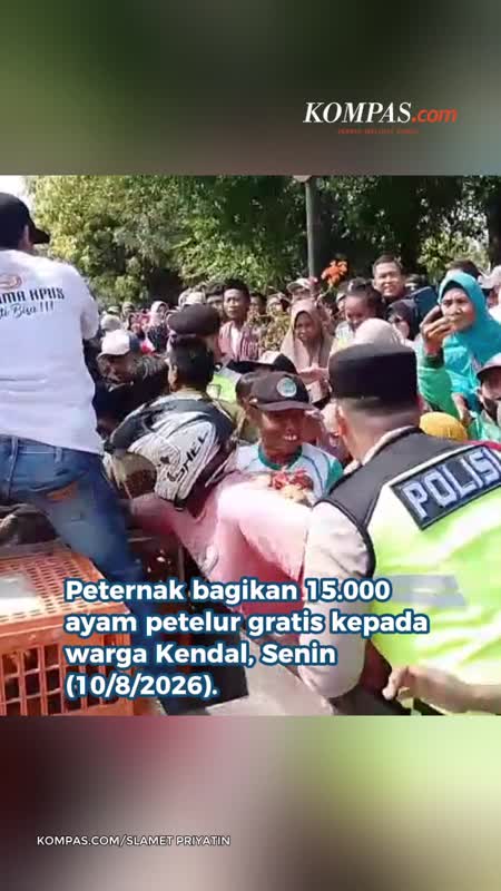 Peternak Kendal Bagikan 15.000 Ayam Gratis, Imbas Harga Pakan Mahal