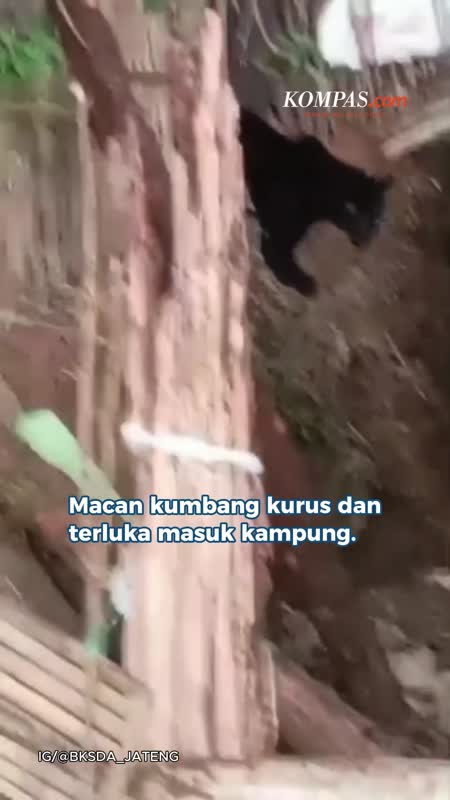 Macan Kumbang Kurus Dan Terluka Masuk Kampung Di Batang, Kini Dievakuasi