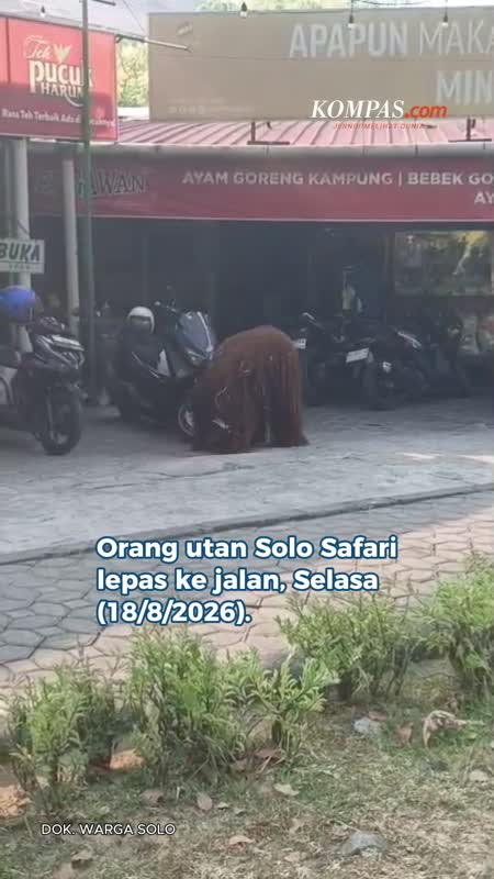 Orang Utan Solo Safari Lepas, Masuk Warung Makan Dan Robohkan Motor Pengunjung