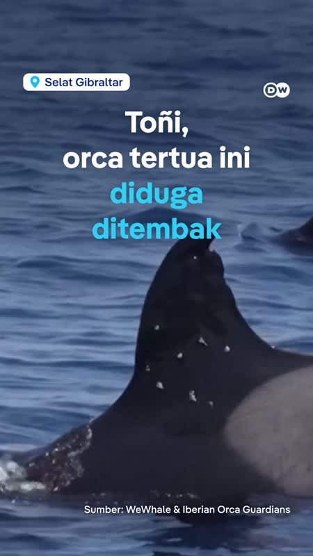 Benarkah Orca Tertua Ini Ditembak?