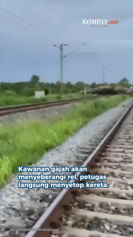 Rombongan Gajah Melintas, Petugas Setop Kereta Api di India
