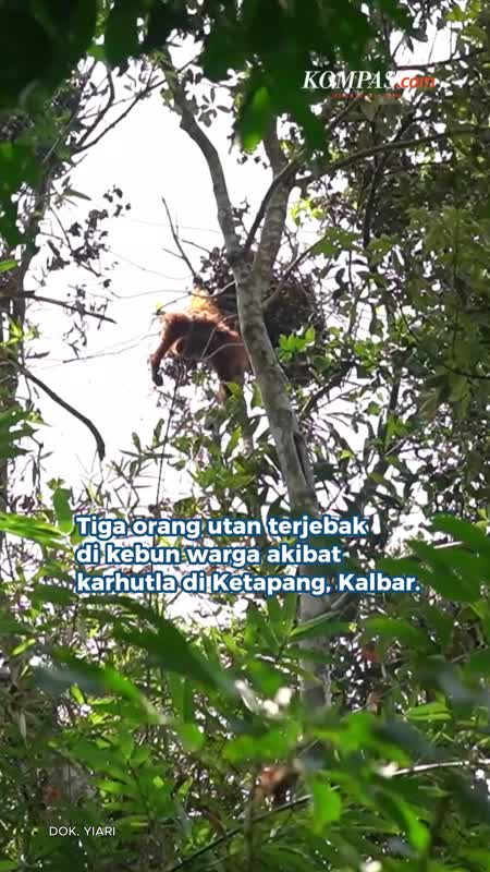 Mama Orang Utan dan 2 Anaknya Diselamatkan, Terjebak di Kebun Warga akibat Hutan Terbakar