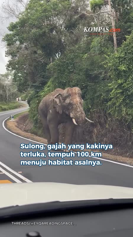Kakinya Terluka, Gajah Sulong Jalan 100 Km Pulang Ke Hutan