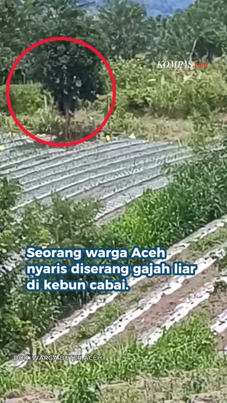 Gajah Serang Warga di Perkebunan Ketel Aceh Tengah