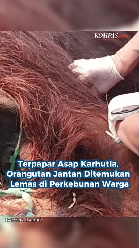 Terpapar Asap Karhutla, Orangutan Jantan Ditemukan Lemas Di Perkebunan Warga