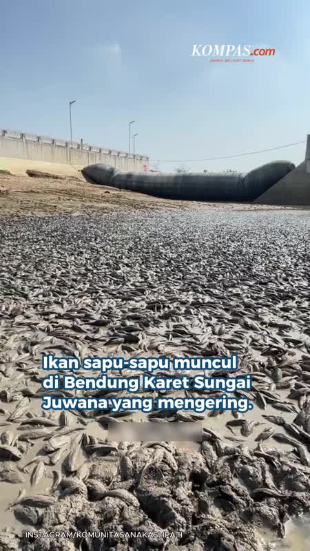 Ikan Sapu-sapu Penuhi Bendung Karet Pati Yang Mengering