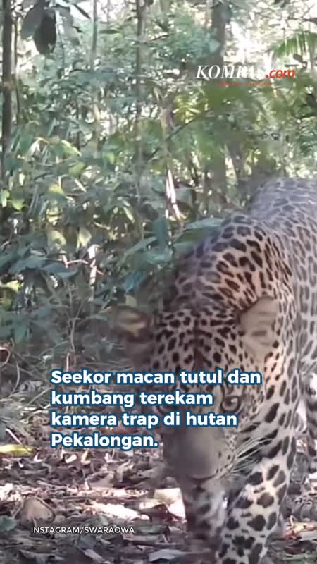 Penampakan Macan Tutul Dan Macan Kumbang Di Hutan Pekalongan, Terekam Kamera Trap Petani
