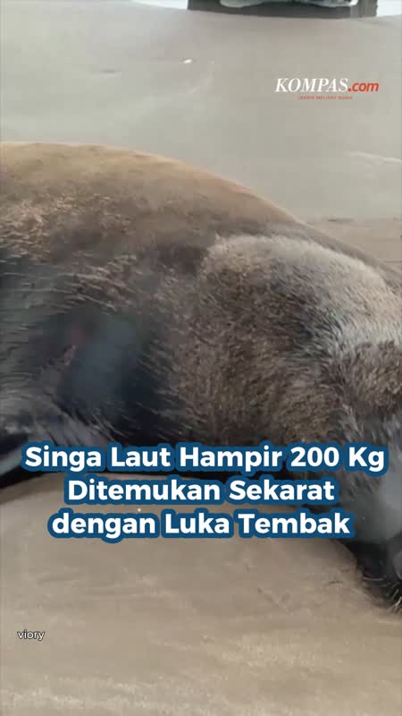 Singa Laut Hampir 200 Kg Ditemukan Sekarat Dengan Luka Tembak