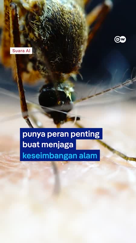 Nyamuk: Menyebalkan, tapi penting untuk ekosistem