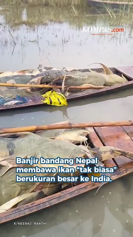 Ikan "Tak Biasa" Terbawa Banjir Nepal Ke India, Dilarang Dikonsumsi