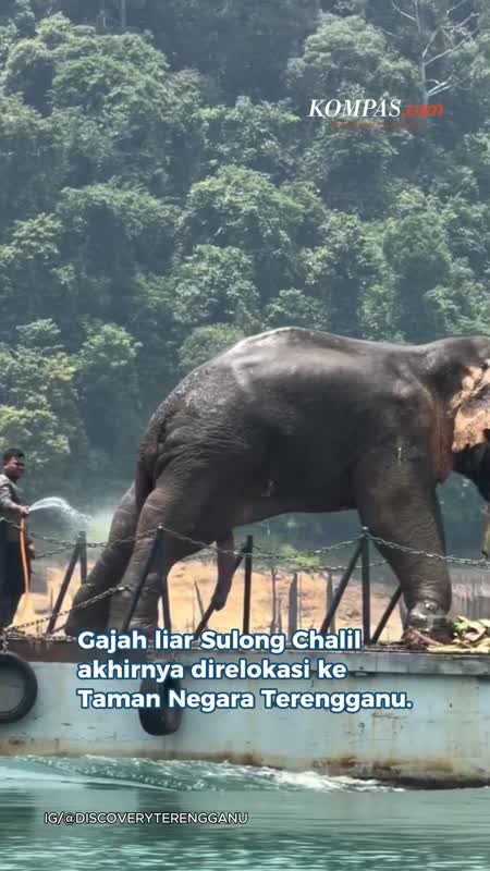Sempat Jalan 100 Km, Gajah Sulong Direlokasi Ke Taman Negara Terengganu