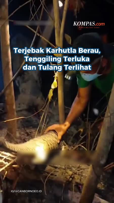 Terjebak Karhutla Berau, Tenggiling Terluka Dan Tulang Terlihat