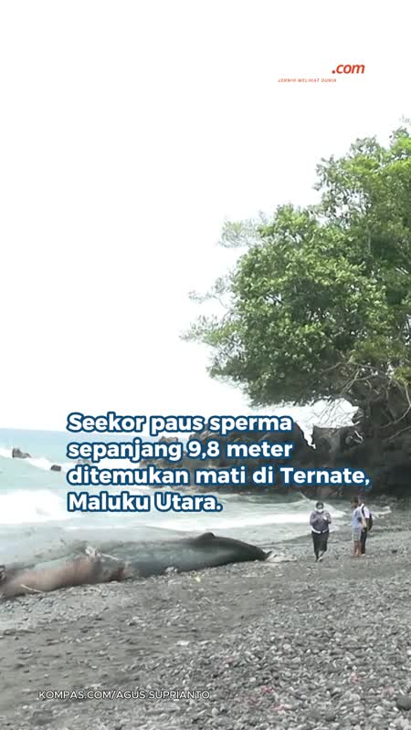 Paus Raksasa Mati Terdampar di Pantai Afe Taduma Ternate