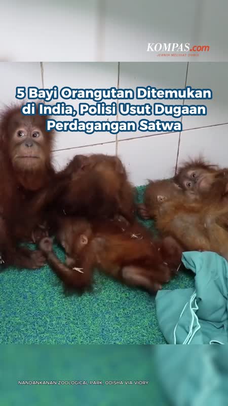 5 Bayi Orangutan Ditemukan di India, Polisi Usut Dugaan Perdagangan Satwa