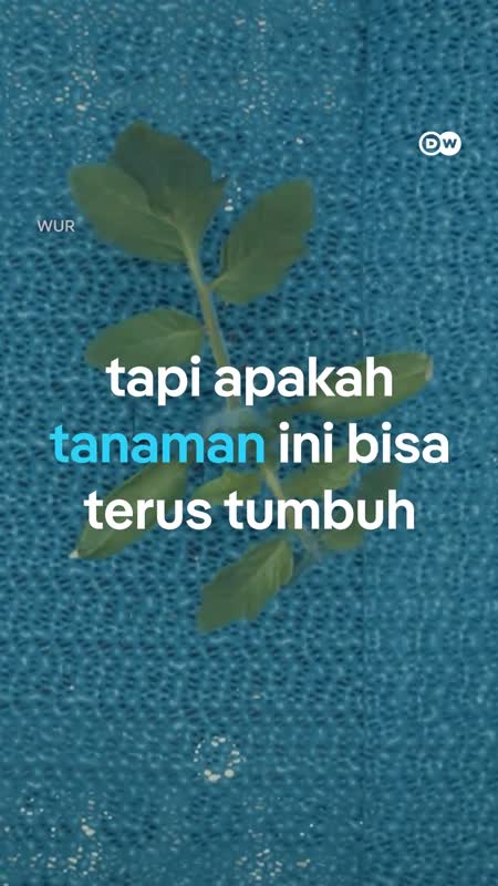 Bagaimana Ilmuwan Menguji Tanaman untuk Siap Hadapi Perubahan Iklim?