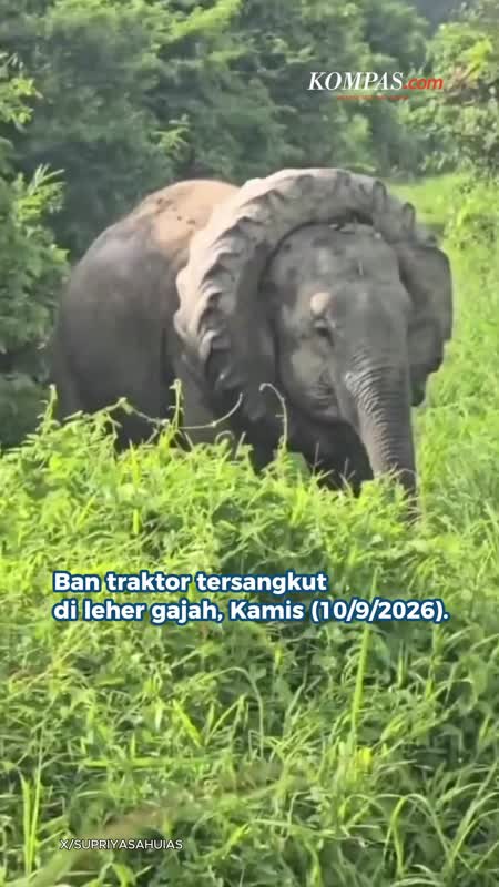 Leher Gajah Terlilit Ban Traktor Saat Cari Makan di India