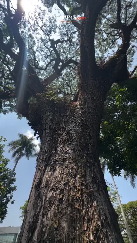 Kenapa di Bandung Banyak Pohon Besar?
