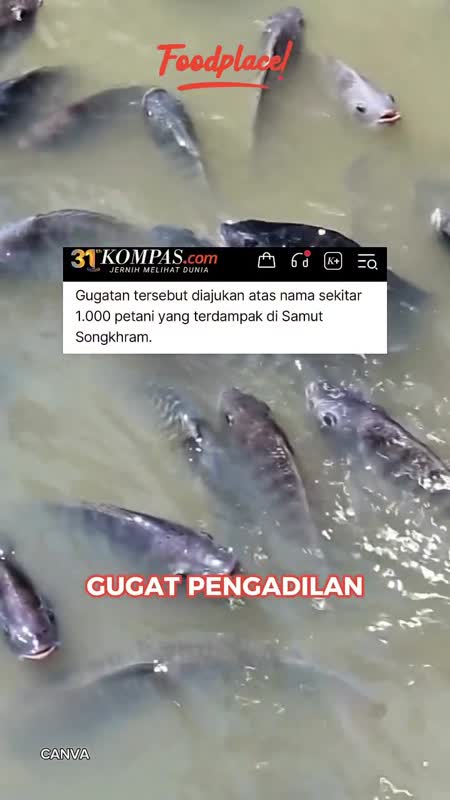 Ikan Nila jadi Hama, Warga Thailand Gugat Pemerintah
