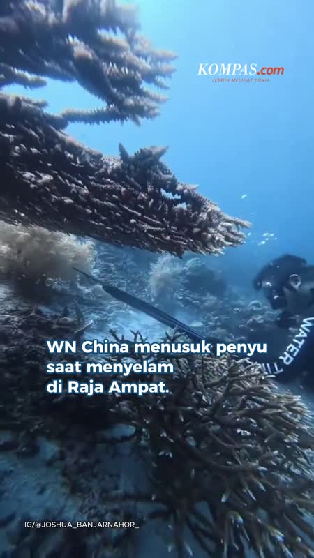 WNA Tusuk Penyu Saat Menyelam, Bikin Prilly Latuconsina Ngamuk