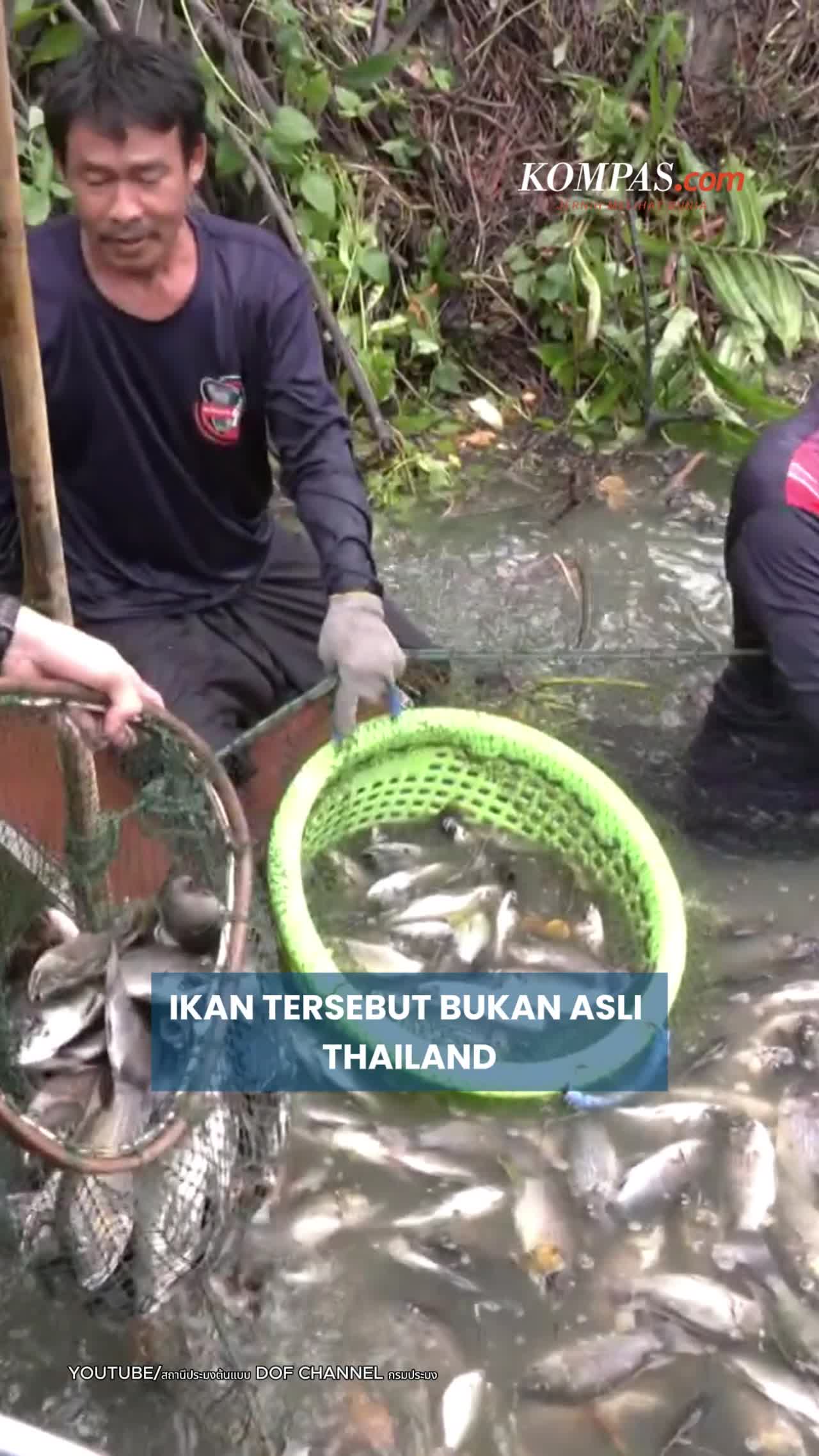 Nila Hitam Akan Diberantas Di Thailand, Mengapa?