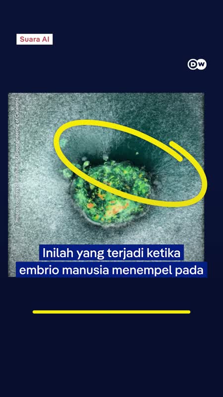 Cara Embrio Menempel ke Rahim
