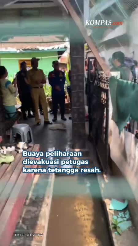Dipelihara Sejak Masih Telur, Buaya "Coki" Dievakuasi Karena Tetangga Resah