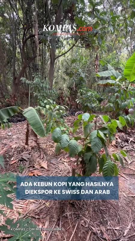Pria Ini Berhasil Budidaya Kopi Di Jakarta, Tembus Pasar Swiss Dan Arab