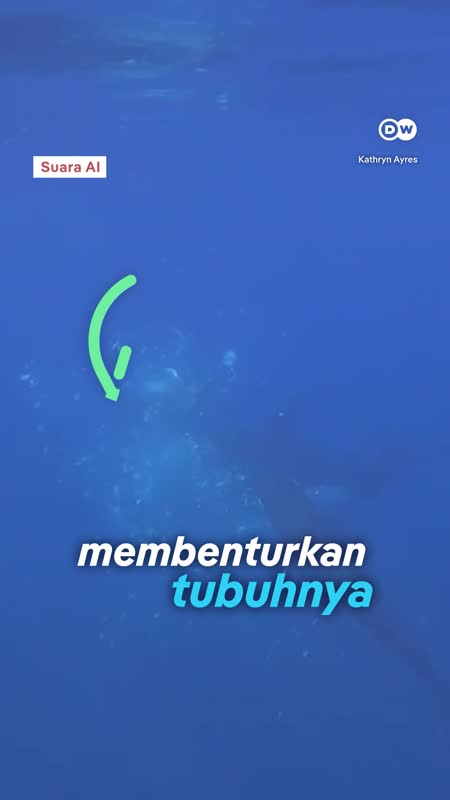 Kerja Sama Para Paus Pembunuh di Teluk California