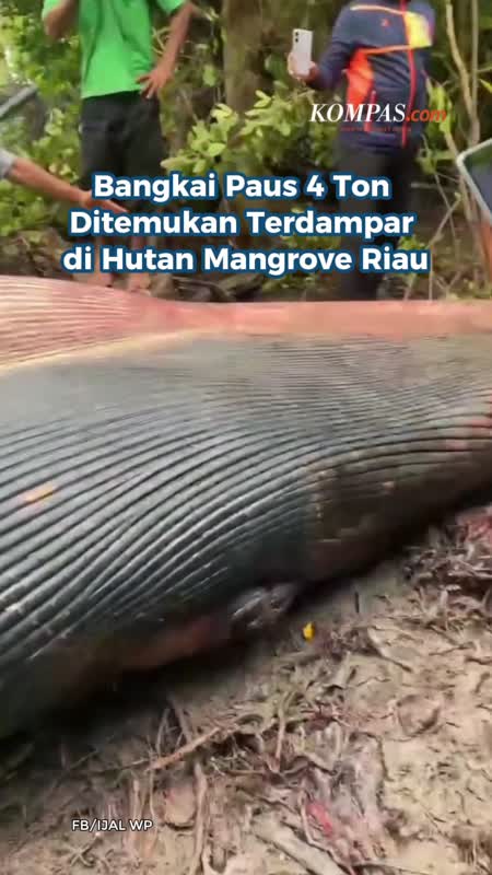 Bangkai Paus 4 Ton Ditemukan Terdampar di Hutan Mangrove Riau